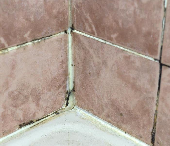 Mold in between bathroom tiles.